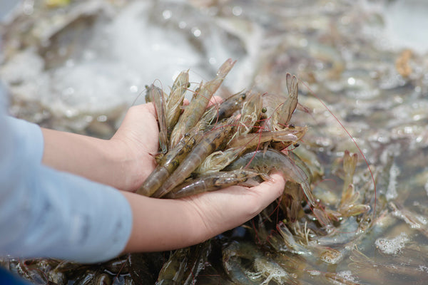 Fresh Gulf Brown Shrimp