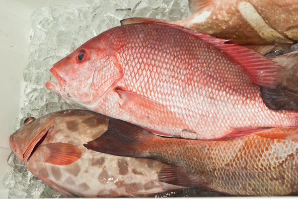 Fresh Gulf Snapper | 1lb