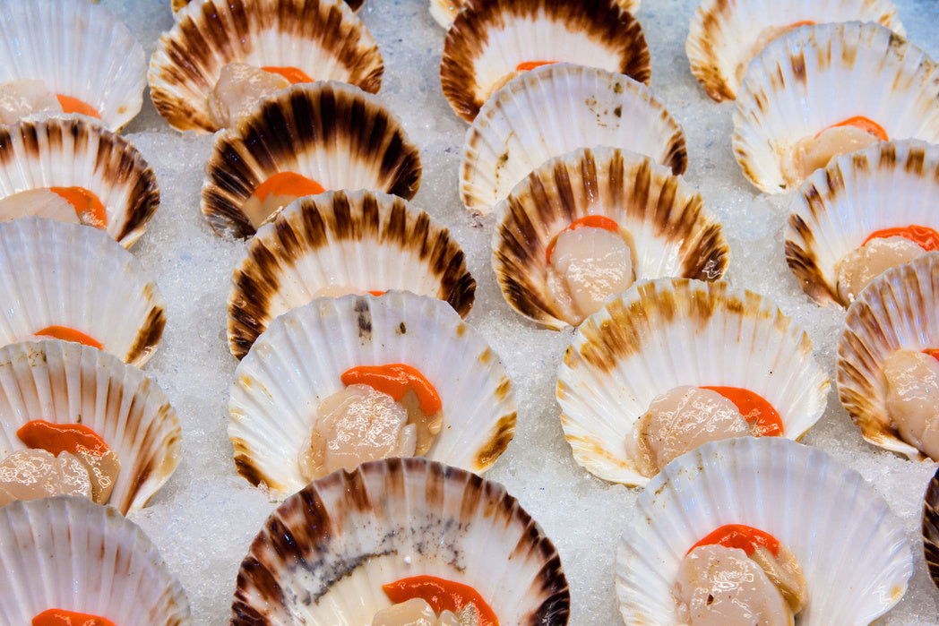 Massachusetts Scallops Highest Quality Frozen 2lb bag Skippers
