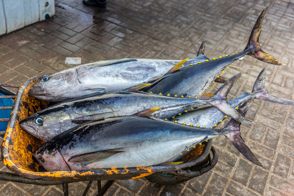 Fresh Gulf Yellow Fin Tuna | 1lb